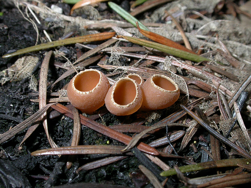 Geopyxis carbonaria